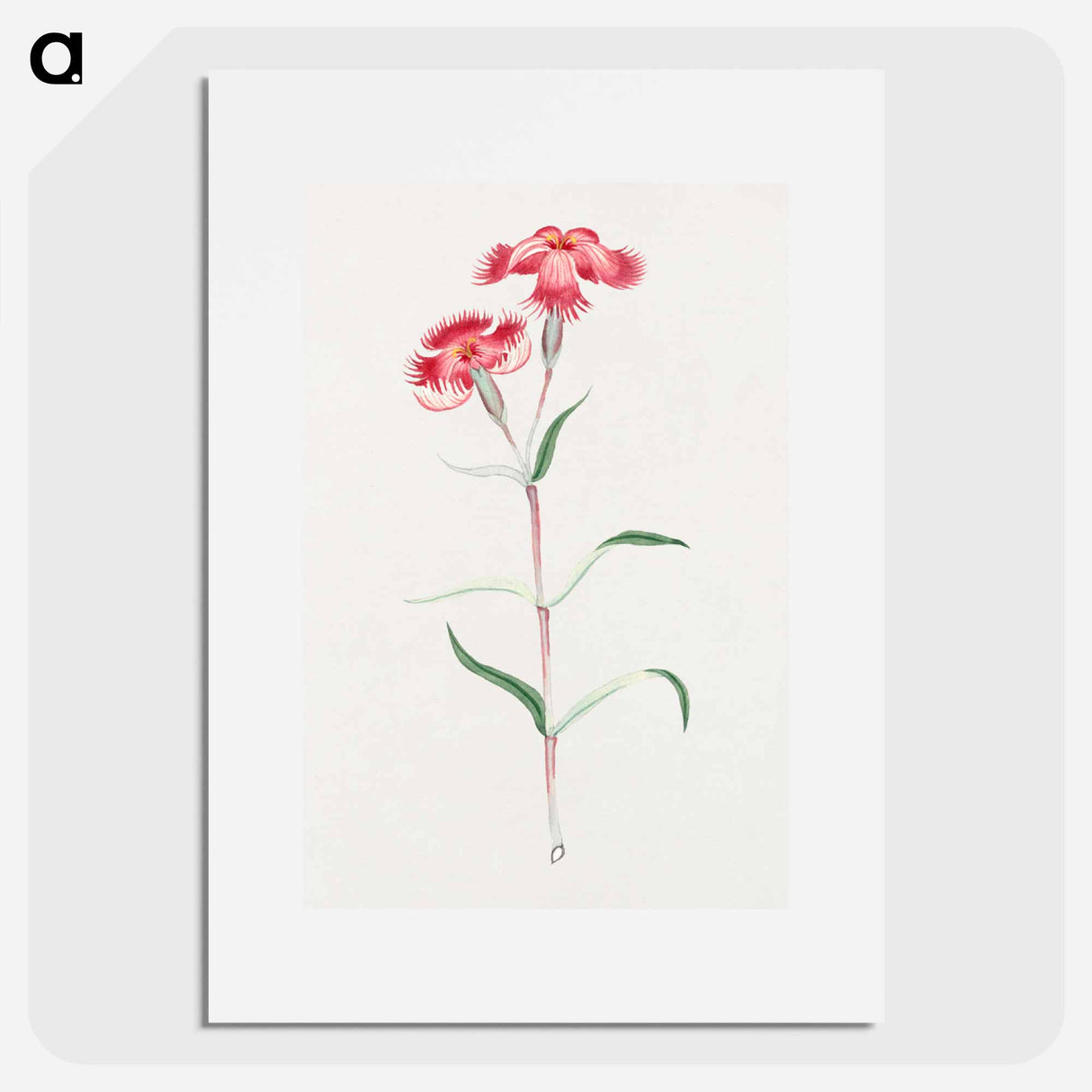 Haguma nadeshiko - 19世紀の日本の花 Poster.