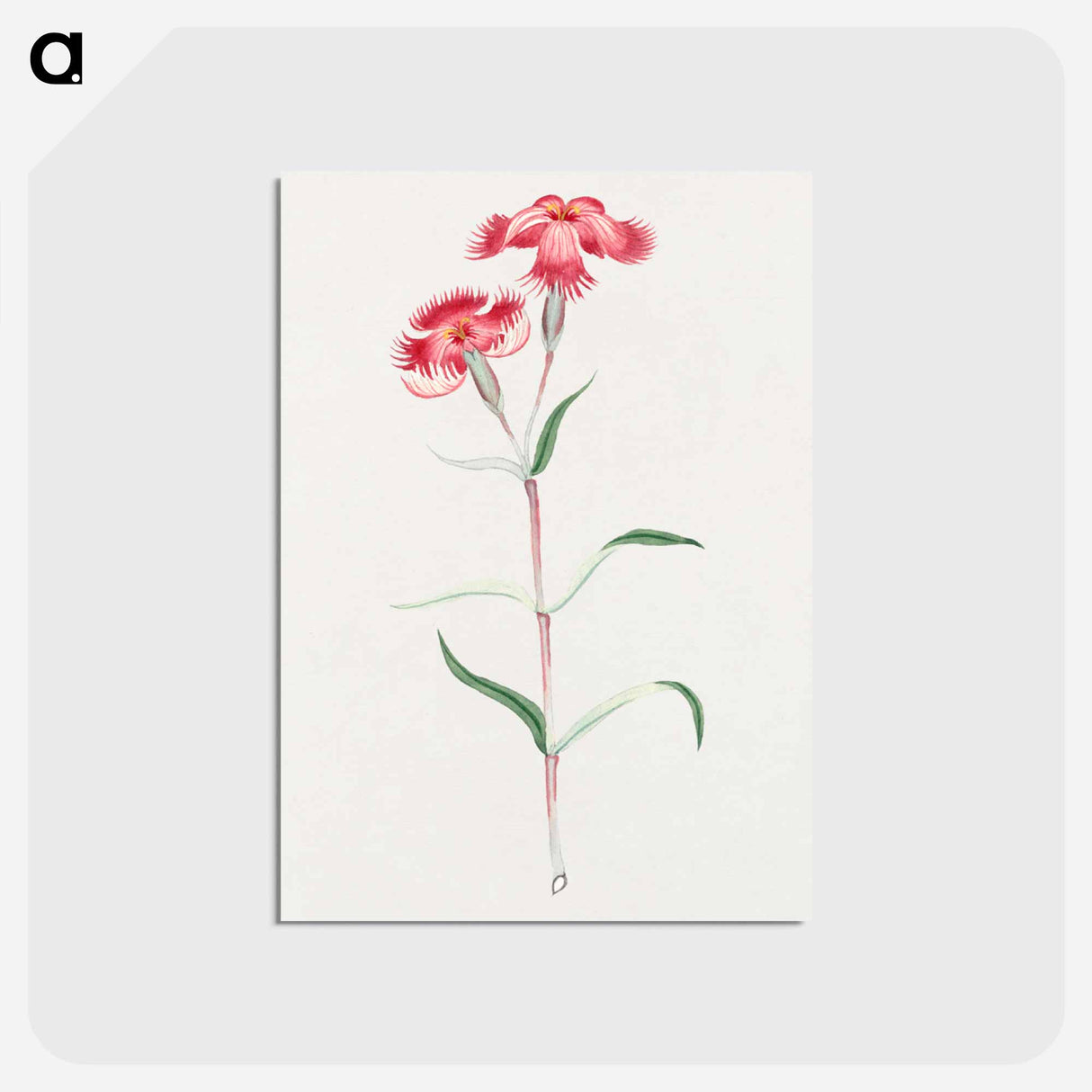 Haguma nadeshiko - 19世紀の日本の花 Postcard.