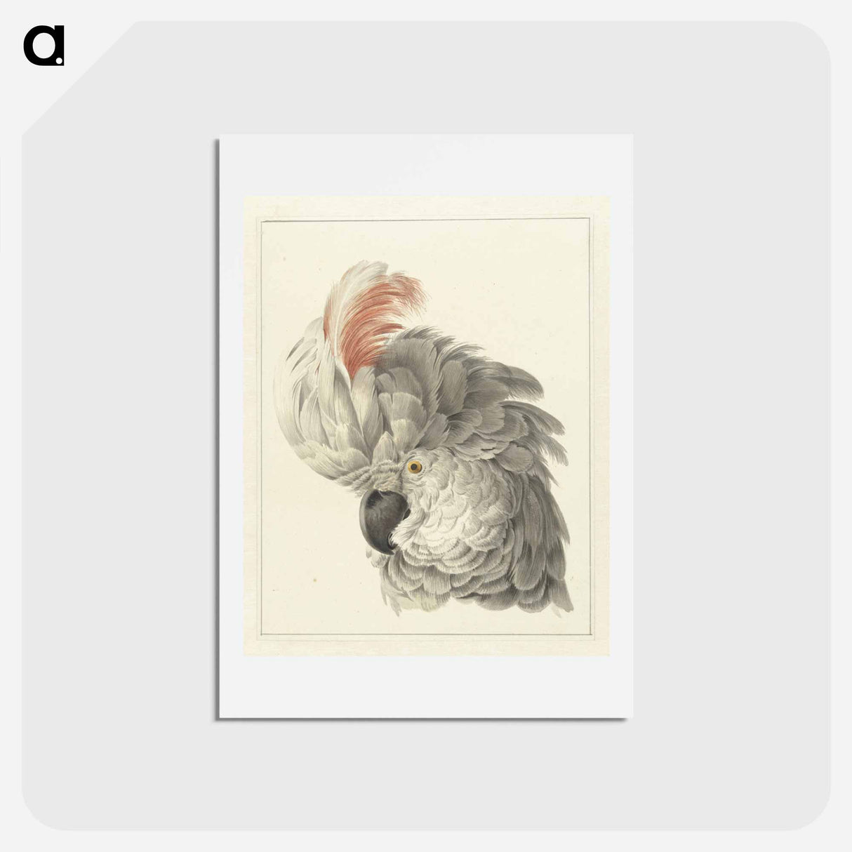 Kop van een kaketoe Papegaaienkop - アールト シューマン Postcard.