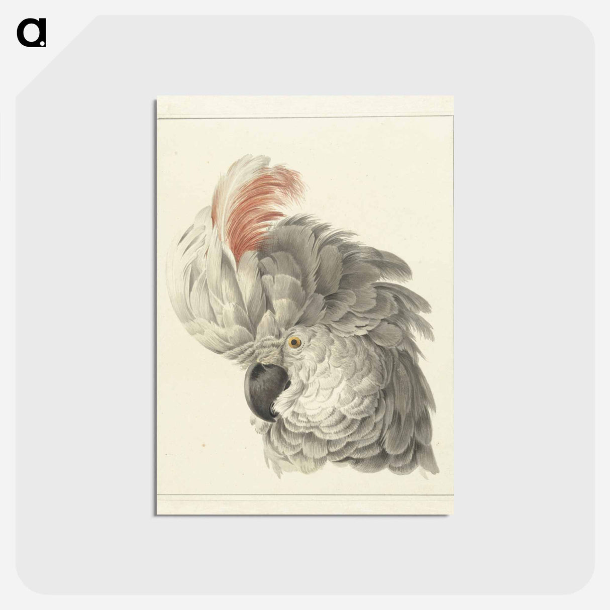 Kop van een kaketoe Papegaaienkop - アールト シューマン Postcard.