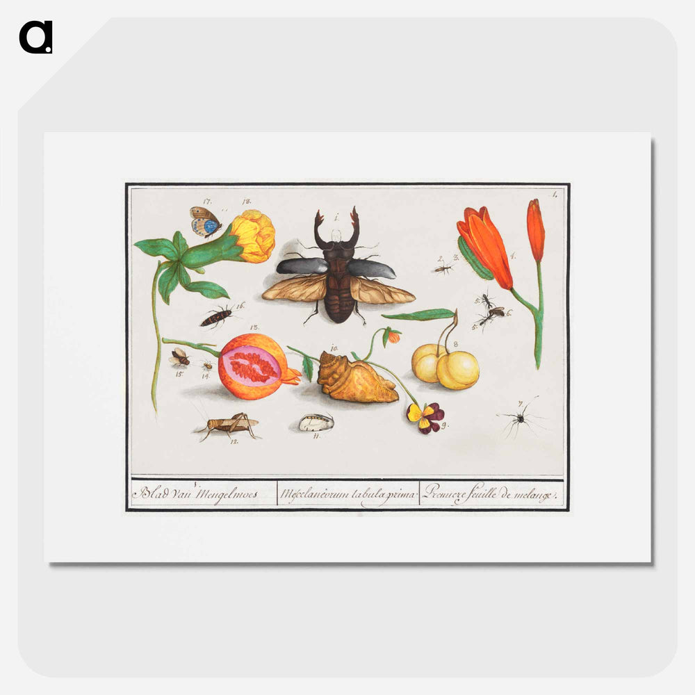 Natural History Ensemble, no. 1 - アンセルムス ボエティウス デ ブート Poster.
