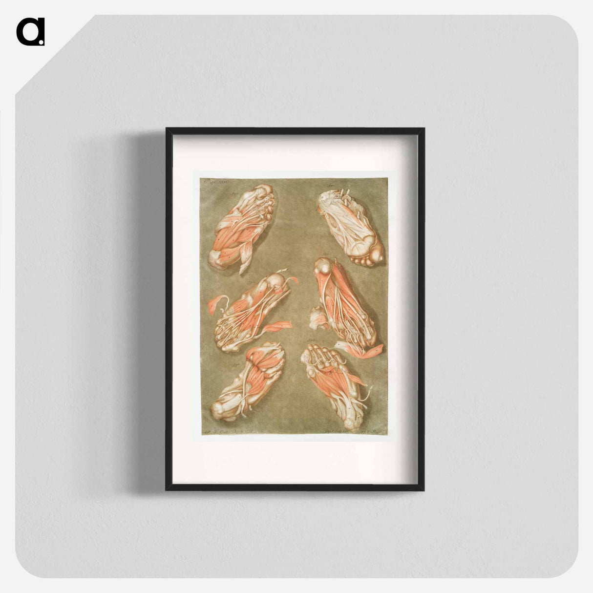 This fascinating collection of anatomical illustrations - アルノルド エロイ ゴーティエ ダゴティ Poster.