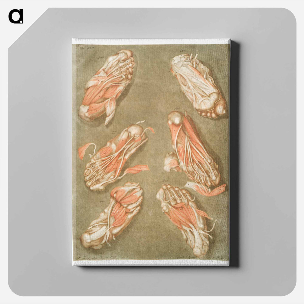 This fascinating collection of anatomical illustrations - アルノルド エロイ ゴーティエ ダゴティ Canvas.