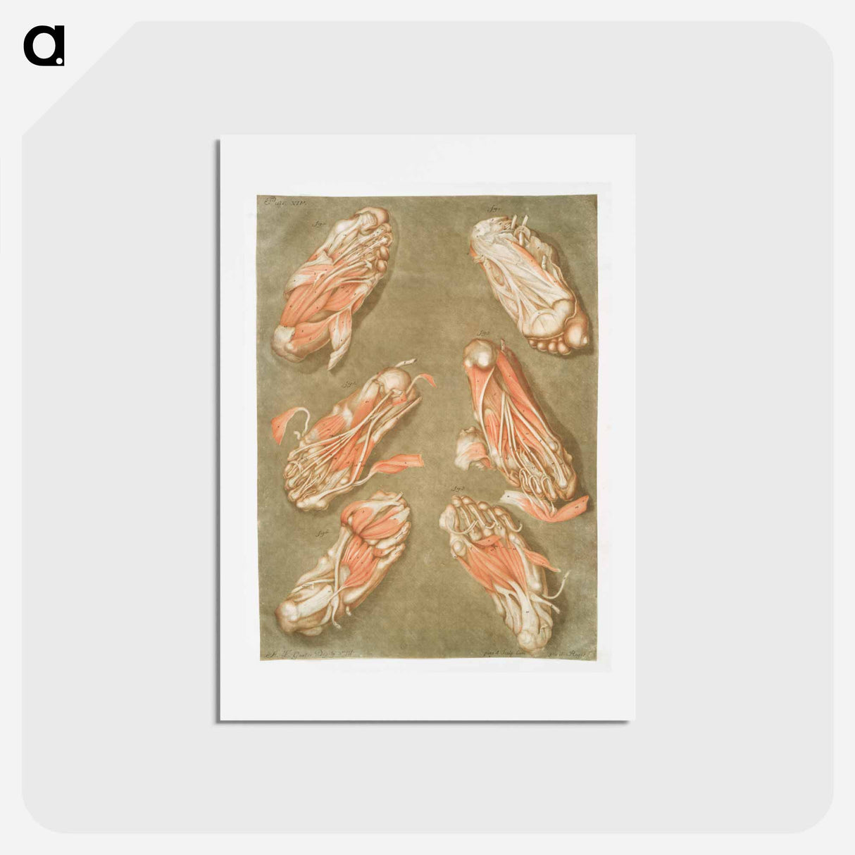 This fascinating collection of anatomical illustrations - アルノルド エロイ ゴーティエ ダゴティ Postcard.