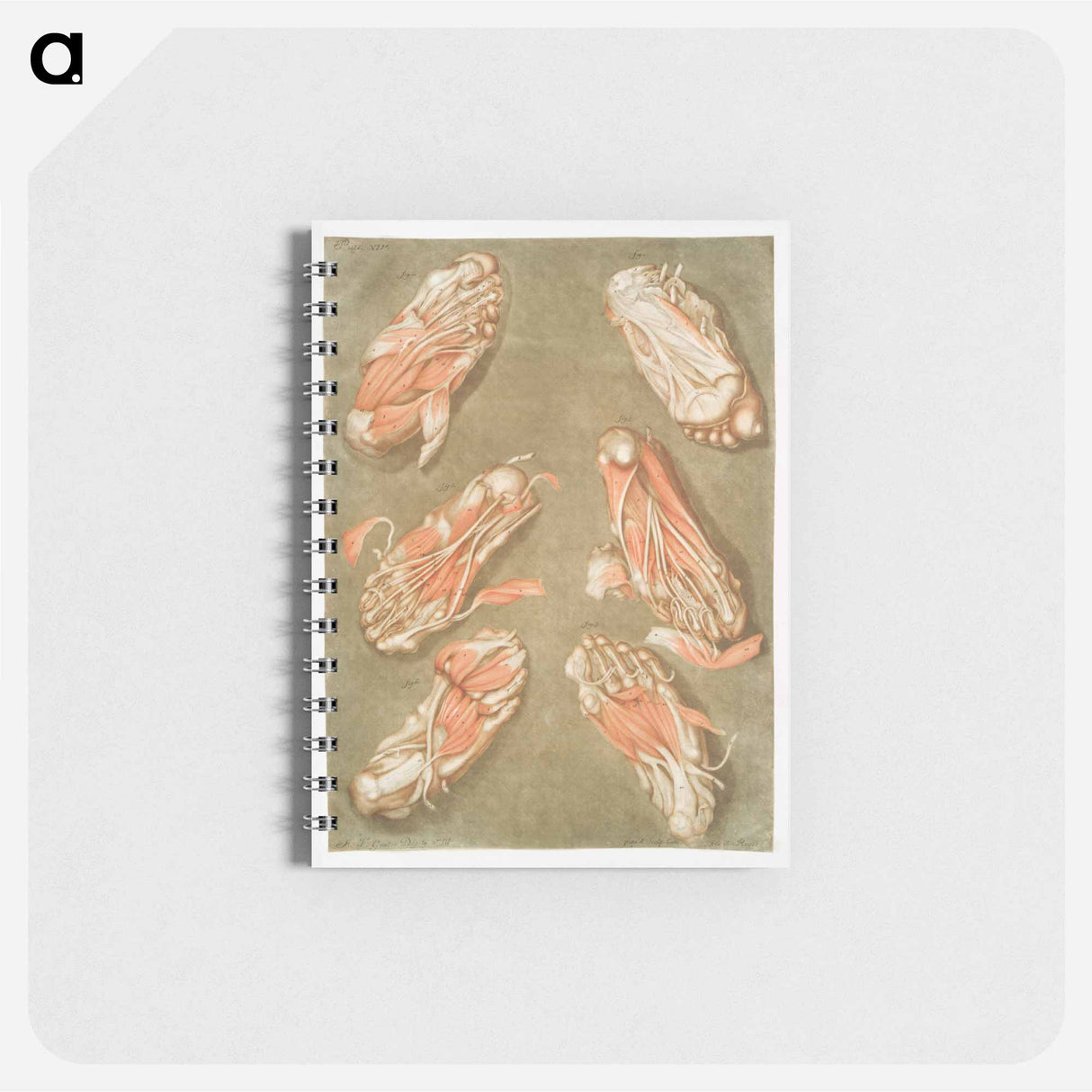 This fascinating collection of anatomical illustrations - アルノルド エロイ ゴーティエ ダゴティ Memo.