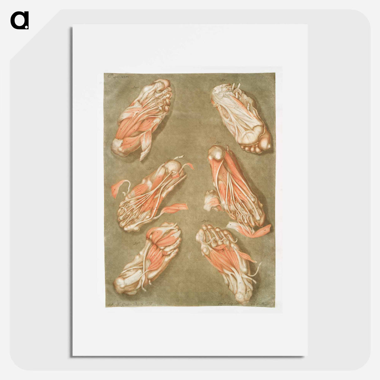 This fascinating collection of anatomical illustrations - アルノルド エロイ ゴーティエ ダゴティ Poster.