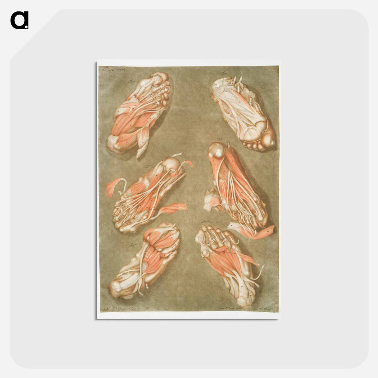 This fascinating collection of anatomical illustrations - アルノルド エロイ ゴーティエ ダゴティ Postcard.