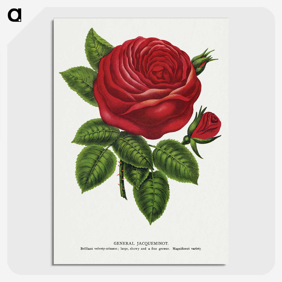 1-14_Botanical-Specimen-Plates_picture-crop