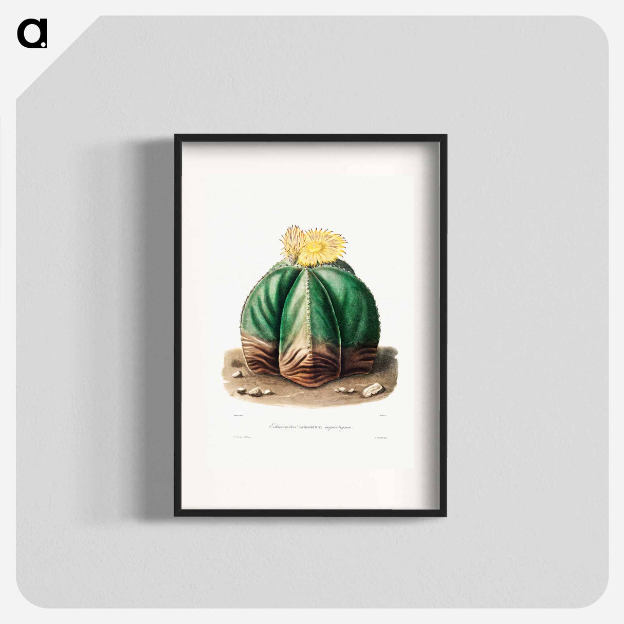 アートポスター-Bishop's Cap Cactus
- シャルル アントワーヌ ルメール Poster.