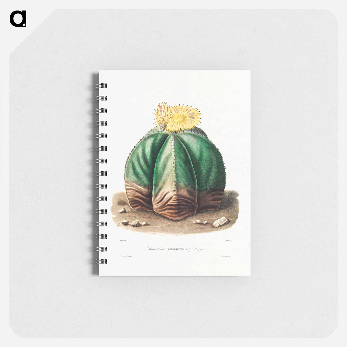 アートメモ帳-Bishop's Cap Cactus
- シャルル アントワーヌ ルメール Memo.