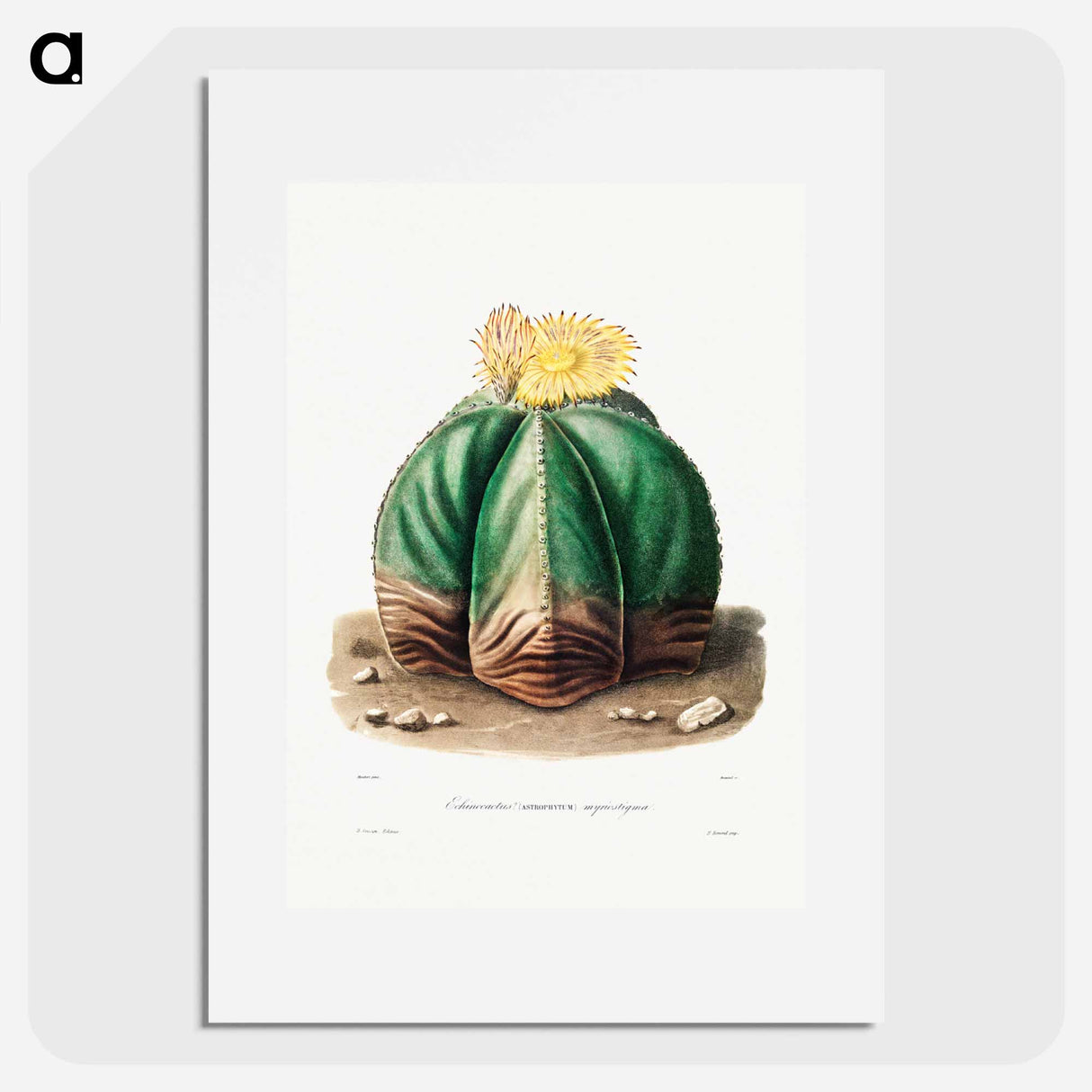 アートポスター-Bishop's Cap Cactus
- シャルル アントワーヌ ルメール Poster.