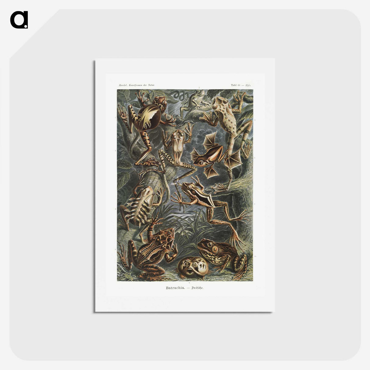 1-14_Ernst-Haeckel_hagaki