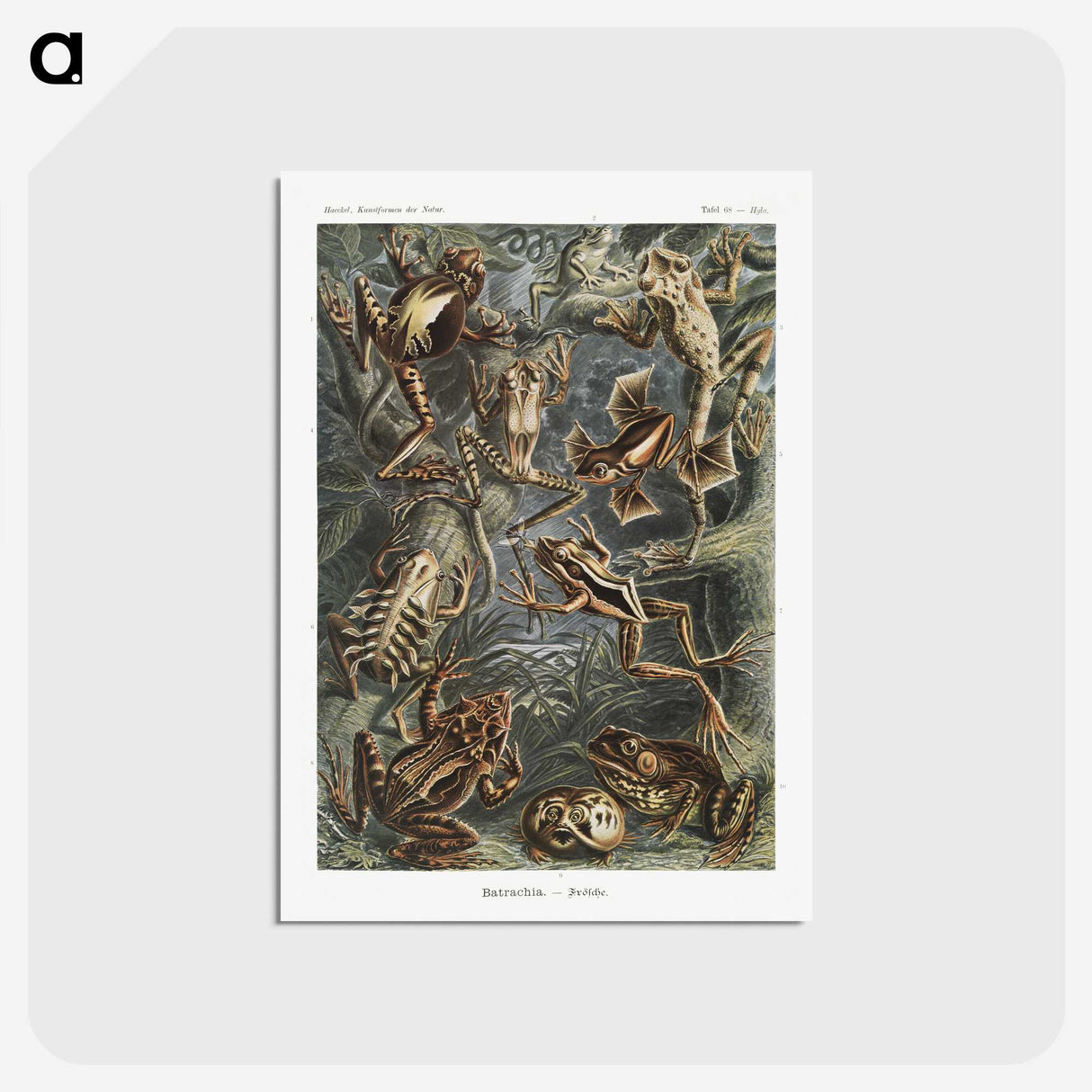 1-14_Ernst-Haeckel_postcard