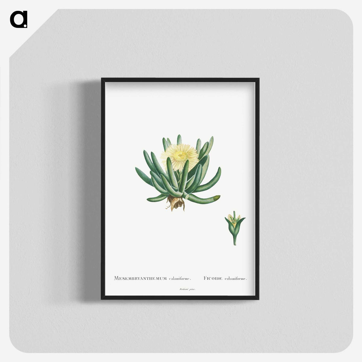 1-14_Histoire-des-Plantes-Grasses_blk-crop