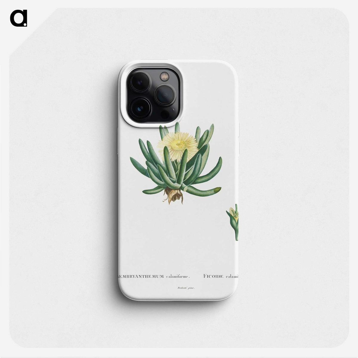 1-14_Histoire-des-Plantes-Grasses_phone