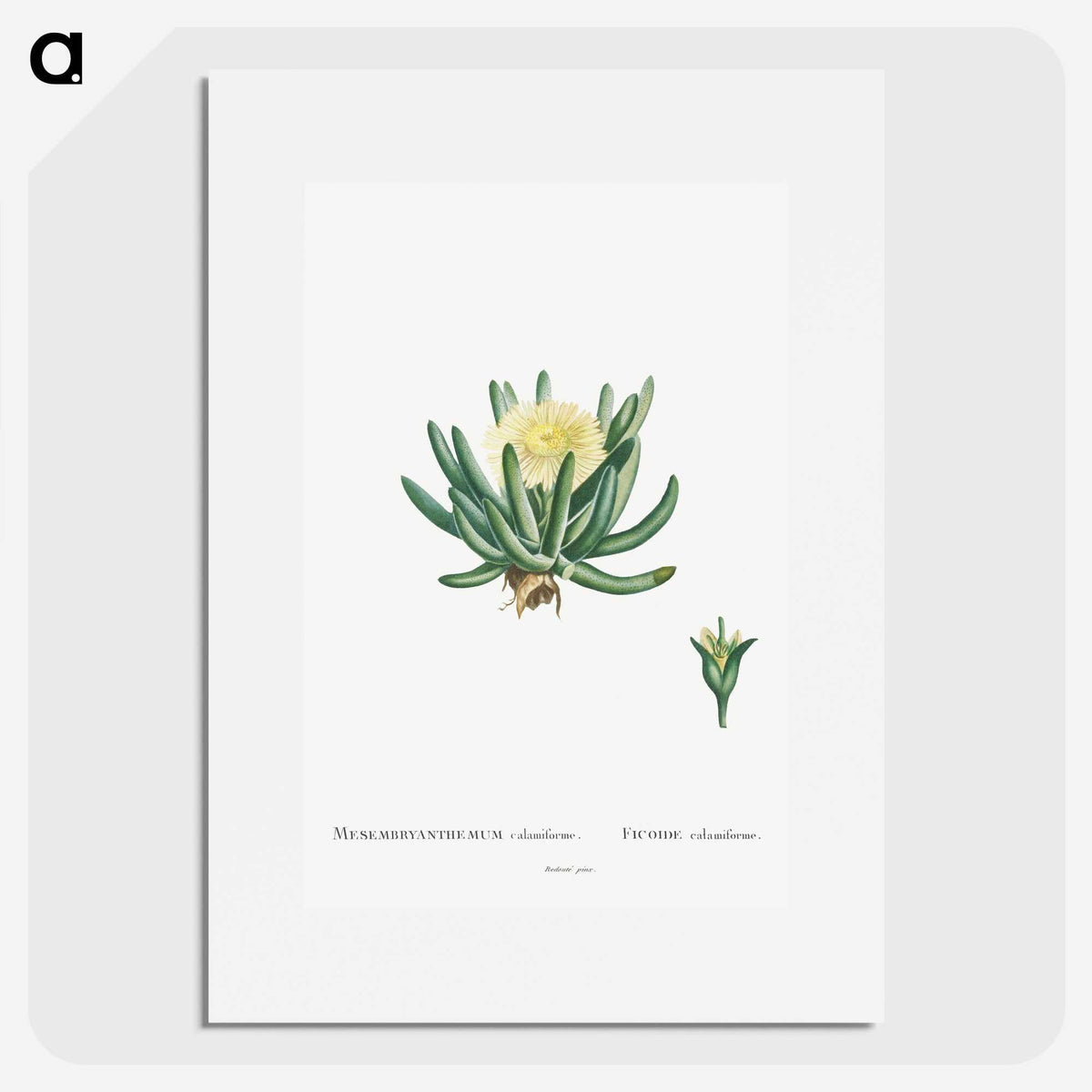 1-14_Histoire-des-Plantes-Grasses_picture