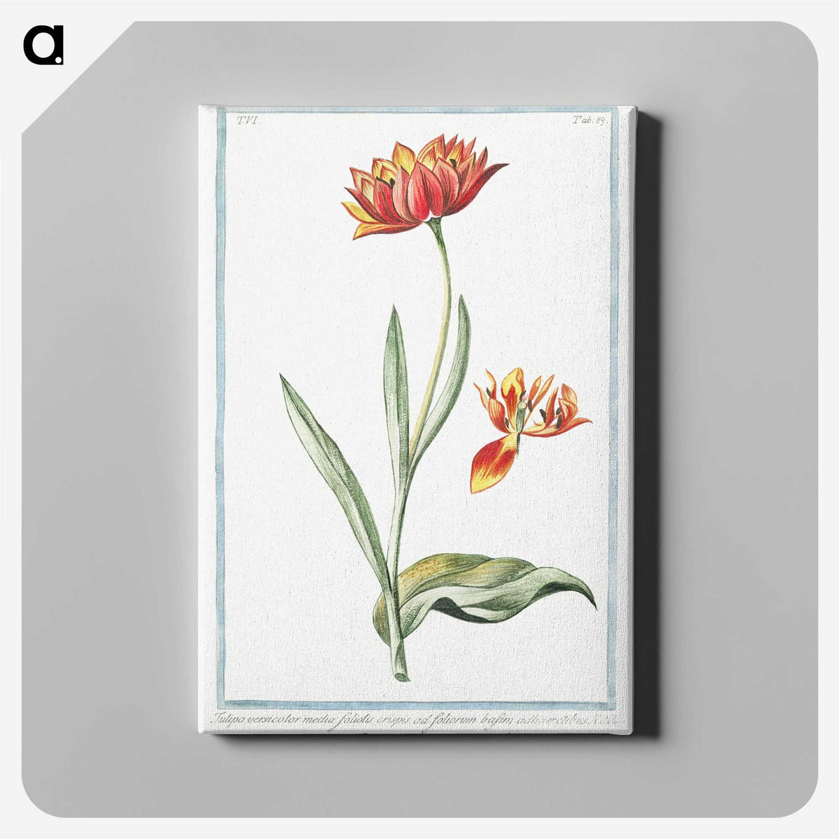1-14_Hortus-Romanus-Botanical-Plates_canvas