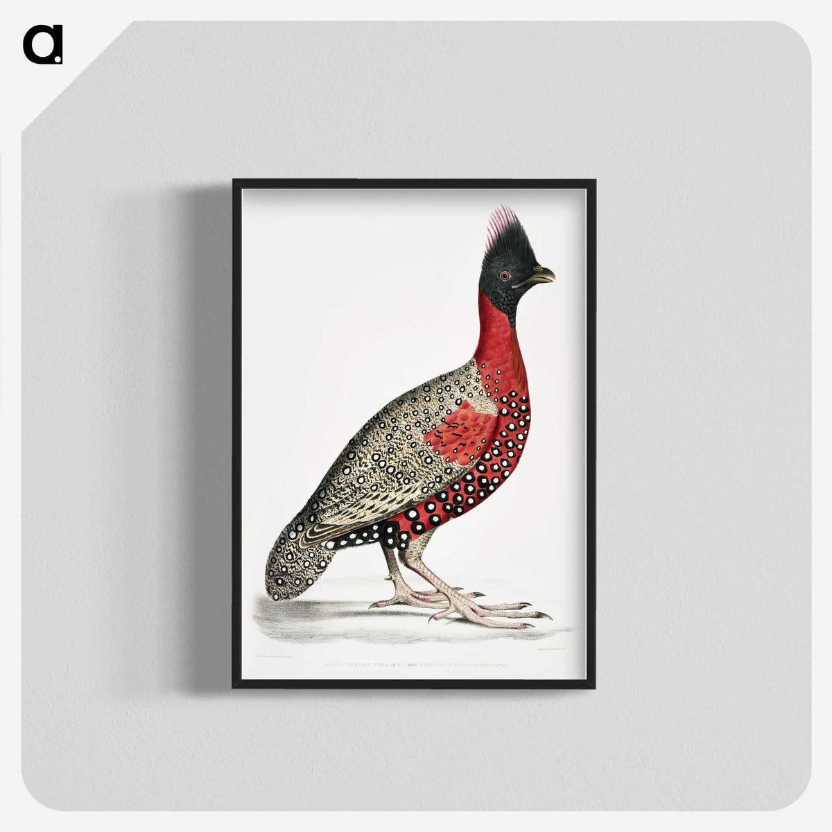 1-14_Indian-Zoology_blk-crop