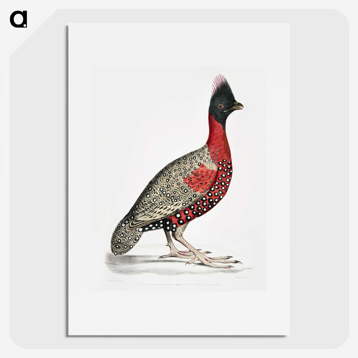 1-14_Indian-Zoology_picture