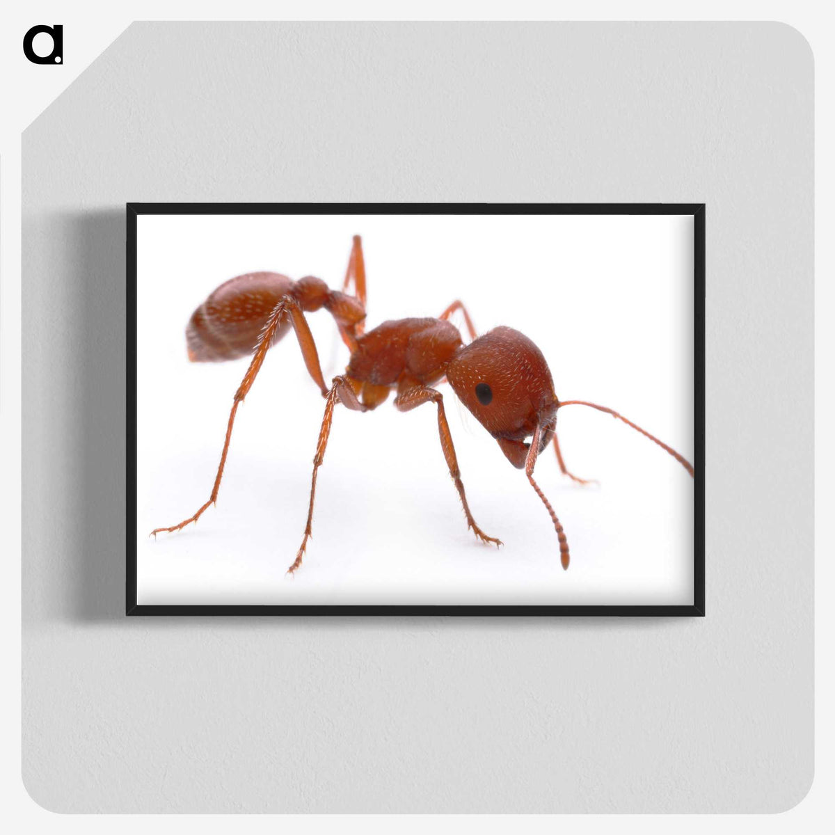 1-14_Insects-Unlocked-Project_blk-crop