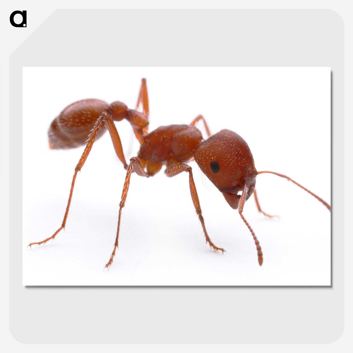 1-14_Insects-Unlocked-Project_picture-crop