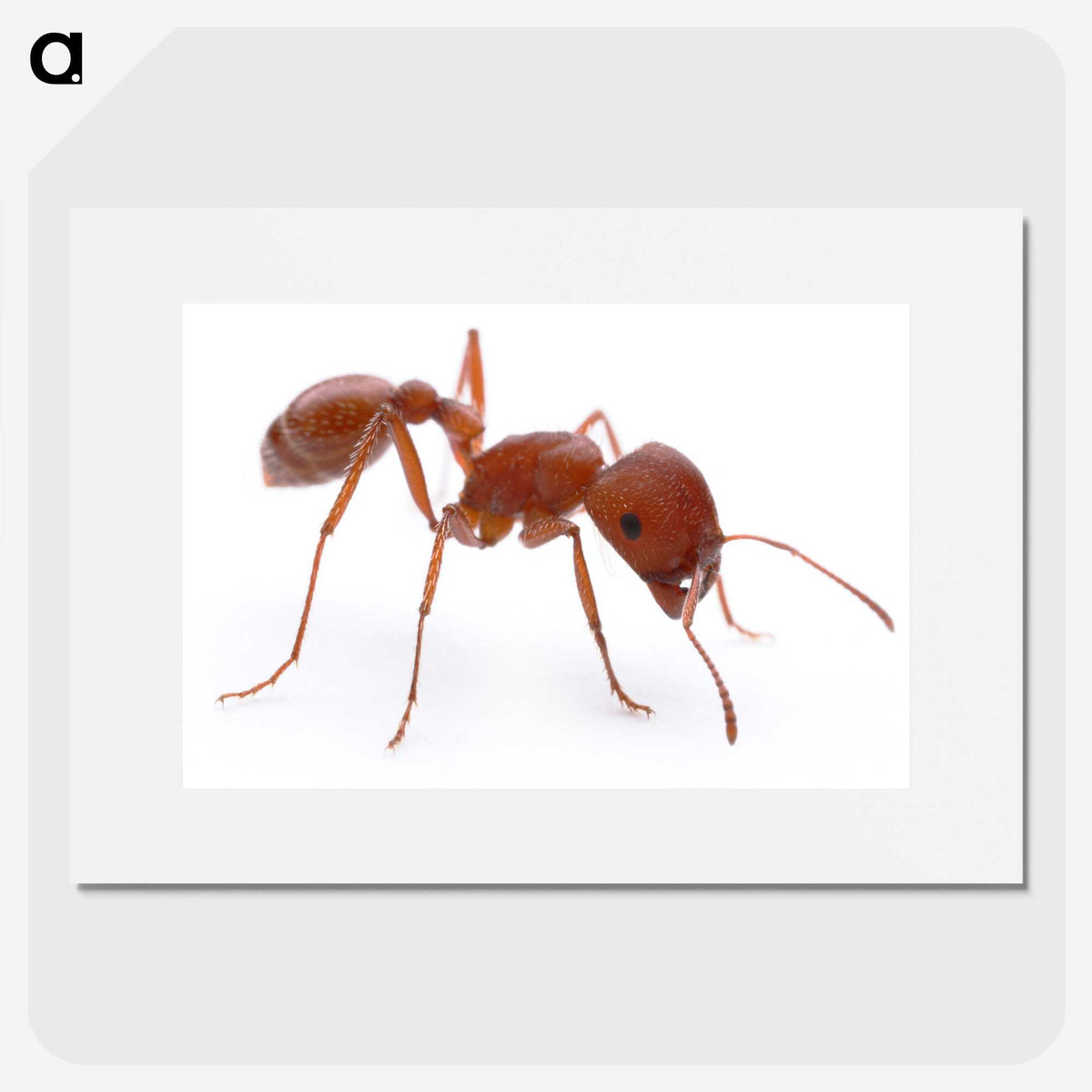 1-14_Insects-Unlocked-Project_picture