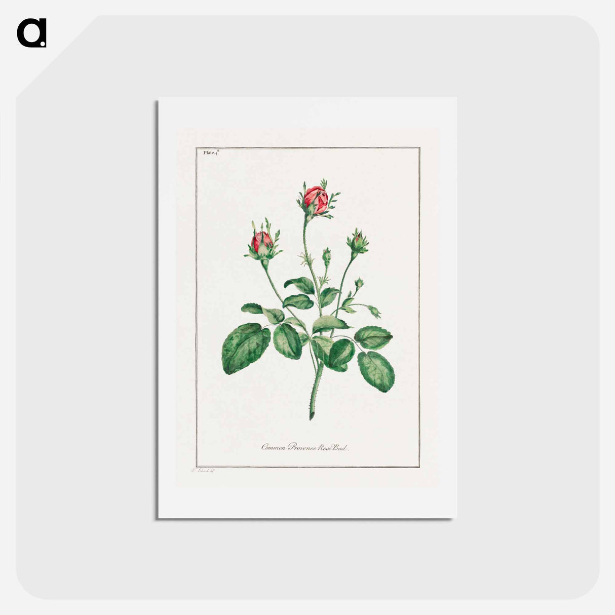 アートポストカード-Common Provence Rose Bud
- ジョン エドワーズ Postcard.
