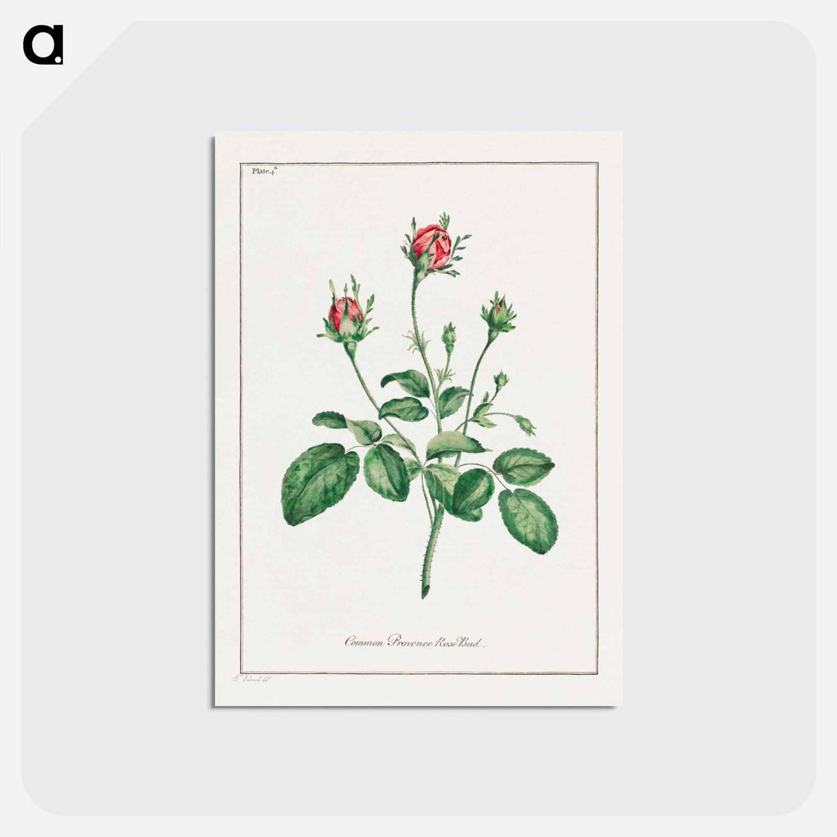 アートポストカード-Common Provence Rose Bud
- ジョン エドワーズ Postcard.
