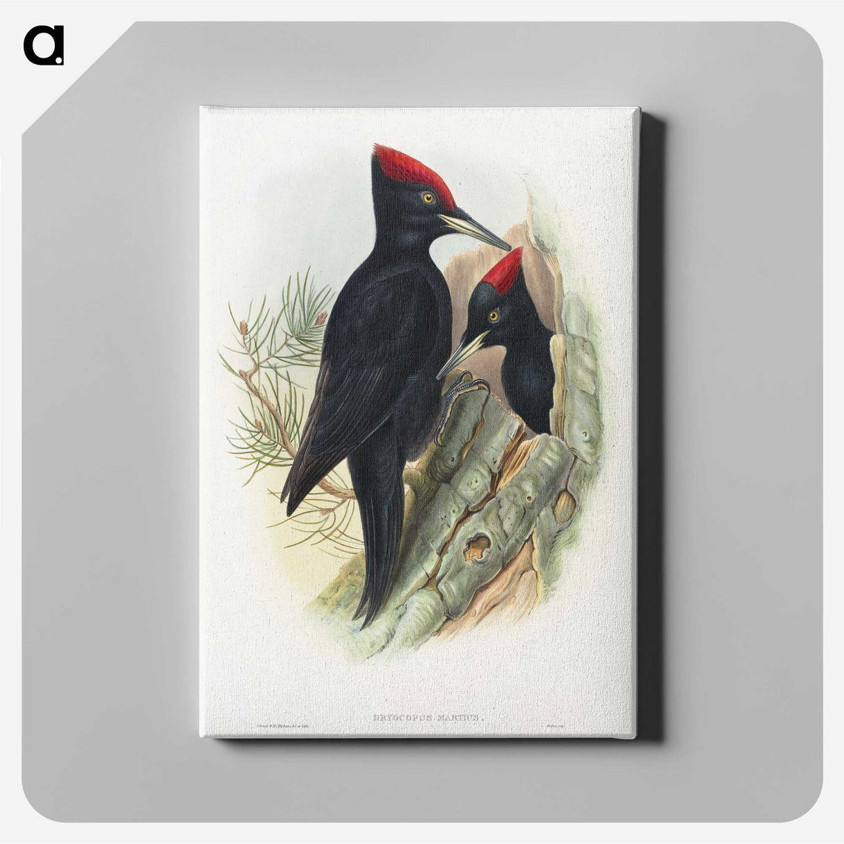 1-14_John-Gould_canvas