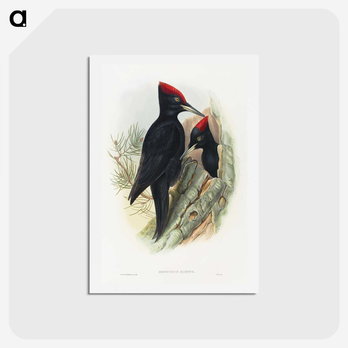 1-14_John-Gould_hagaki