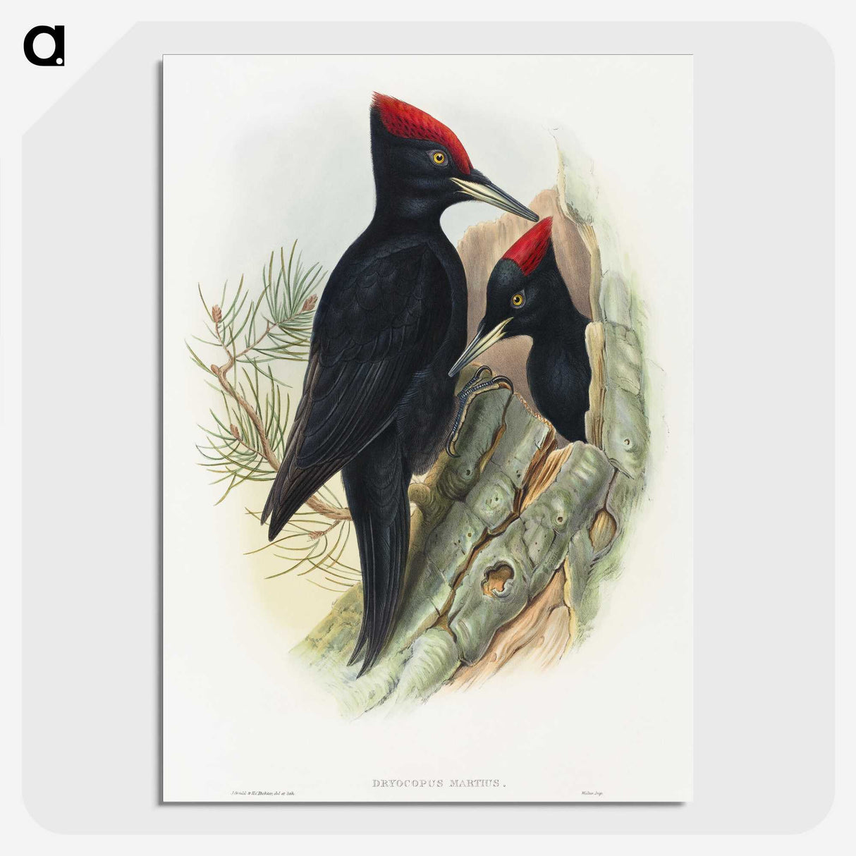 1-14_John-Gould_picture-crop