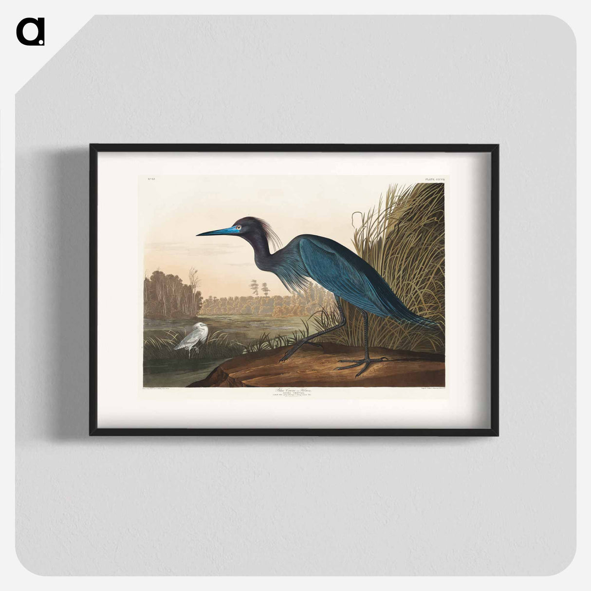 アートポスター-Blue Crane or Heron
- ジョン ジェームス オーデュボン Poster.