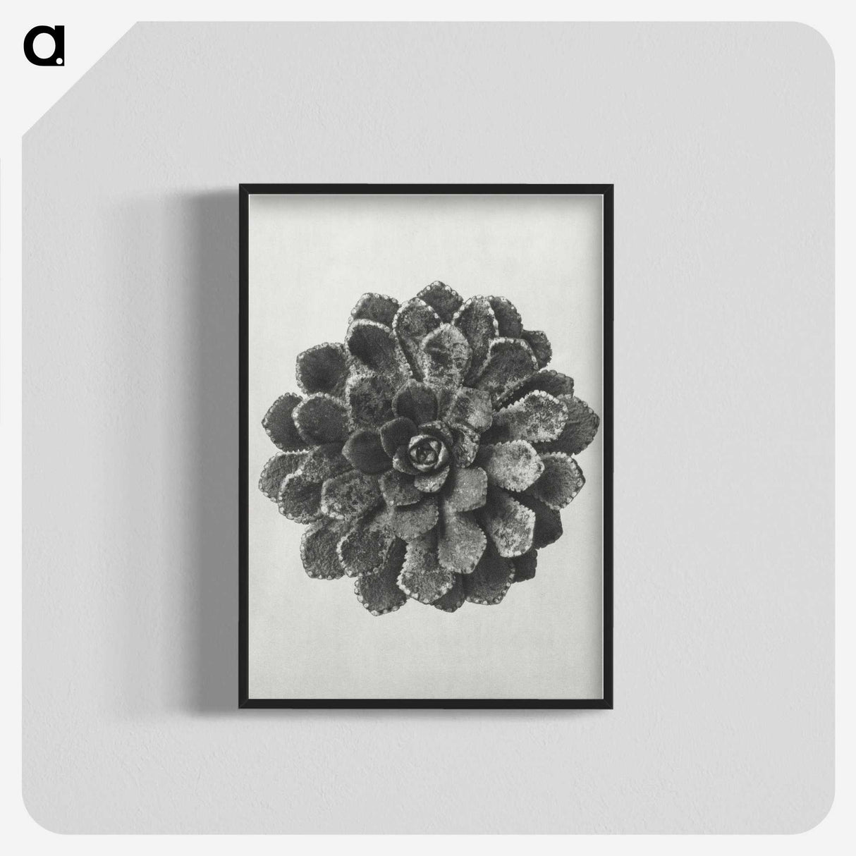 1-14_Karl-Blossfeldt_blk-crop