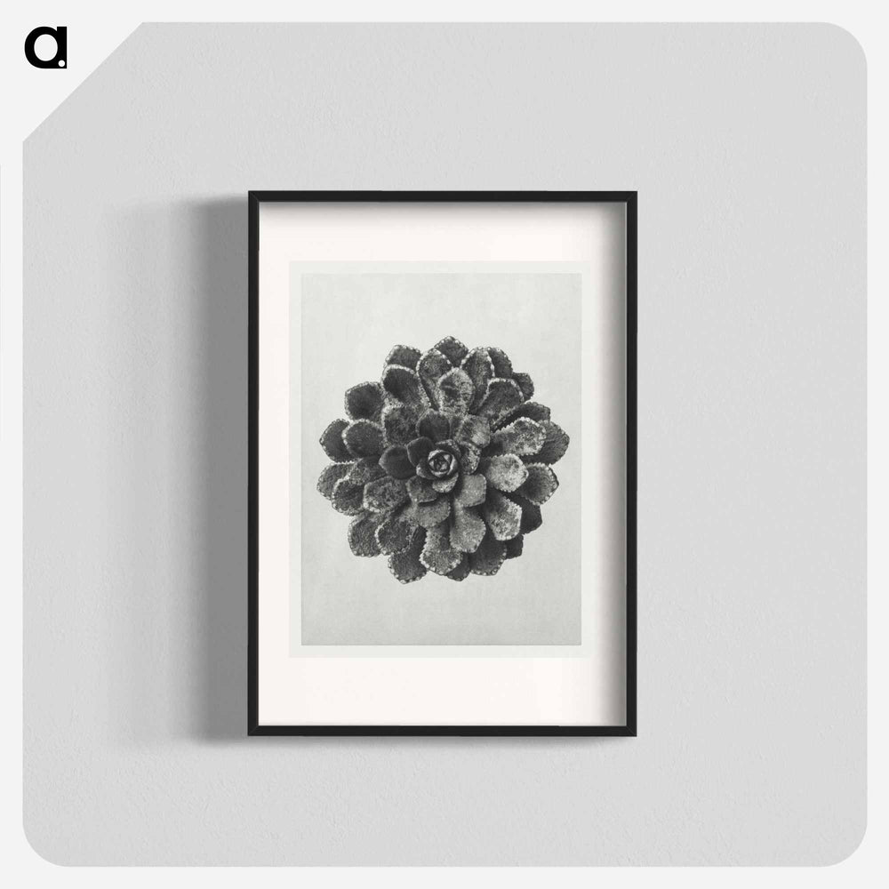 Margined Pyramidal Saxifrage - カール ブロスフェルト Poster.