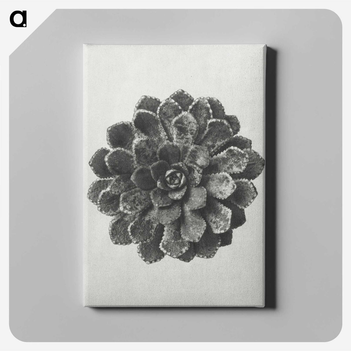 1-14_Karl-Blossfeldt_canvas