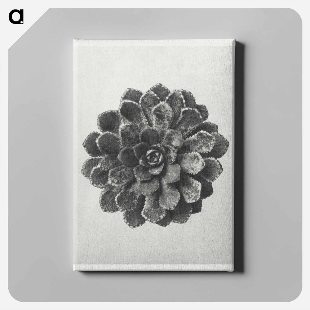 Margined Pyramidal Saxifrage - Karl Blossfeldt Canvas.