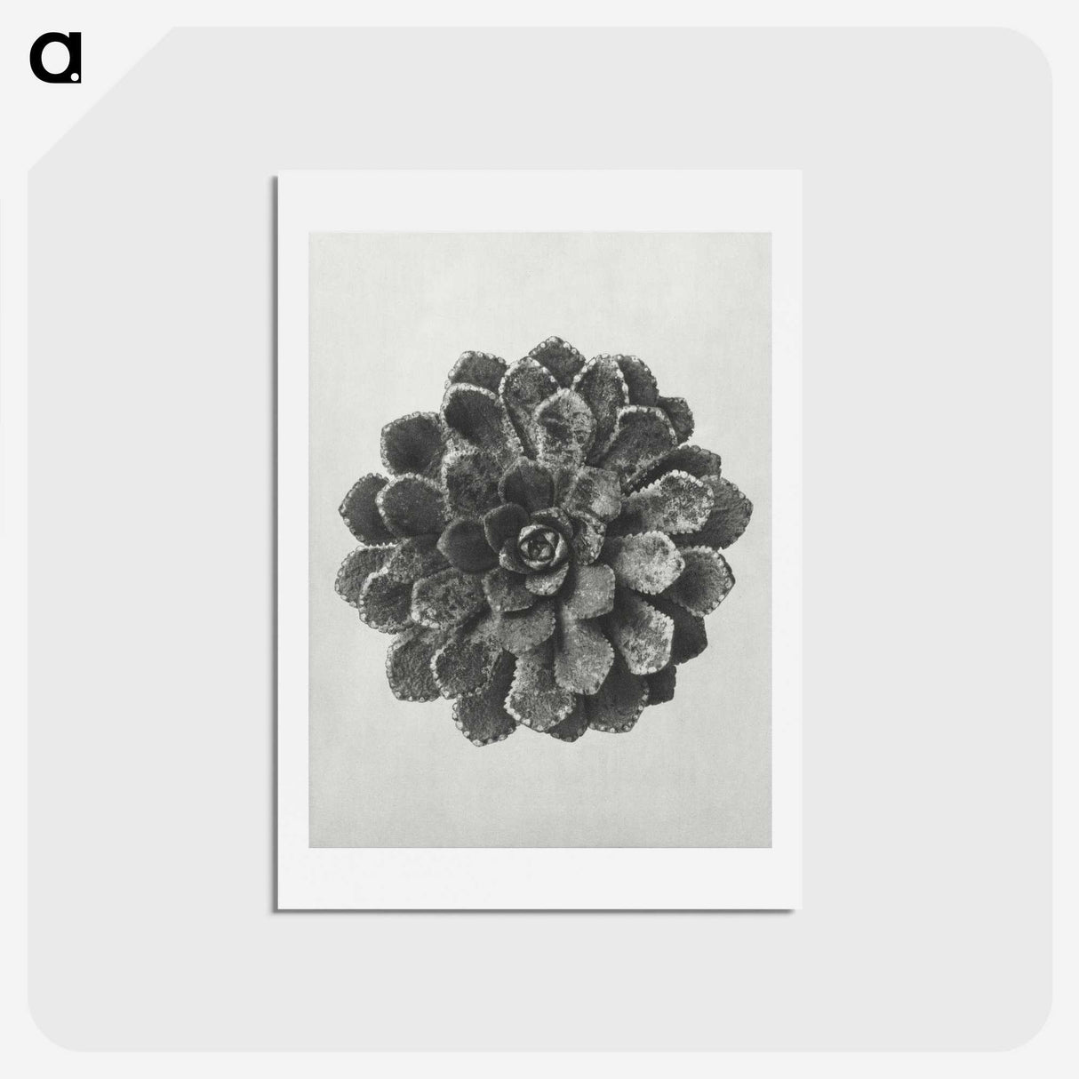 1-14_Karl-Blossfeldt_hagaki