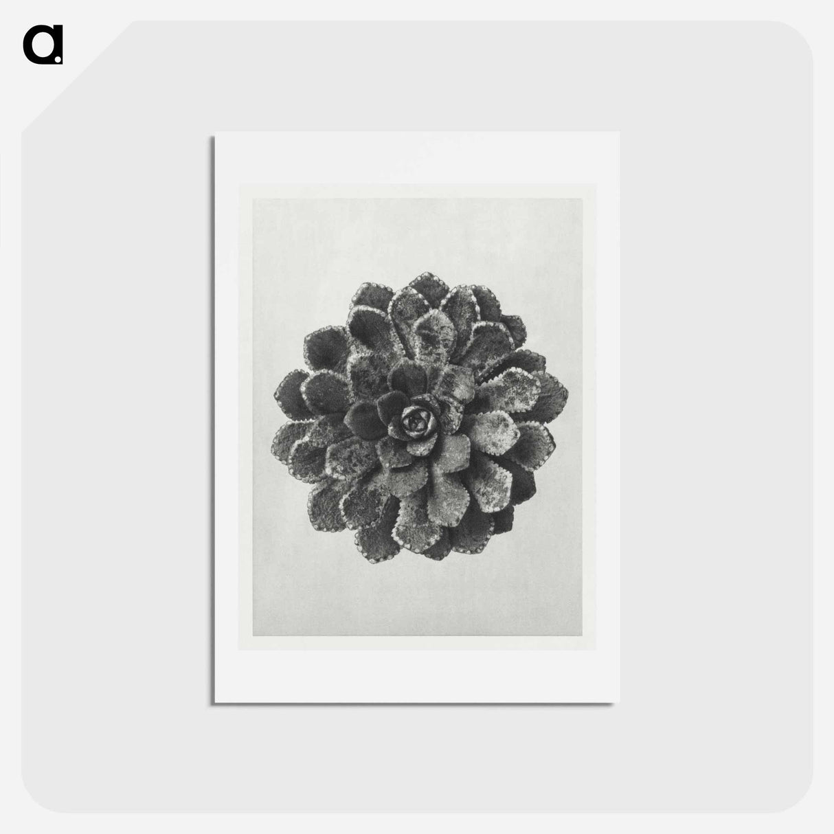 アートポストカード-Margined Pyramidal Saxifrage - カール ブロスフェルト Postcard.