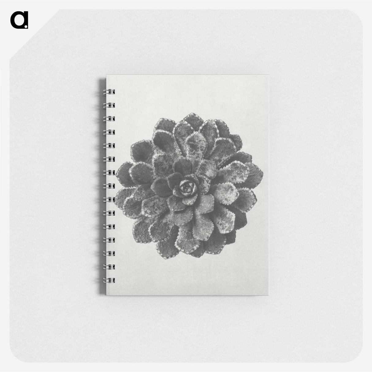 1-14_Karl-Blossfeldt_memo