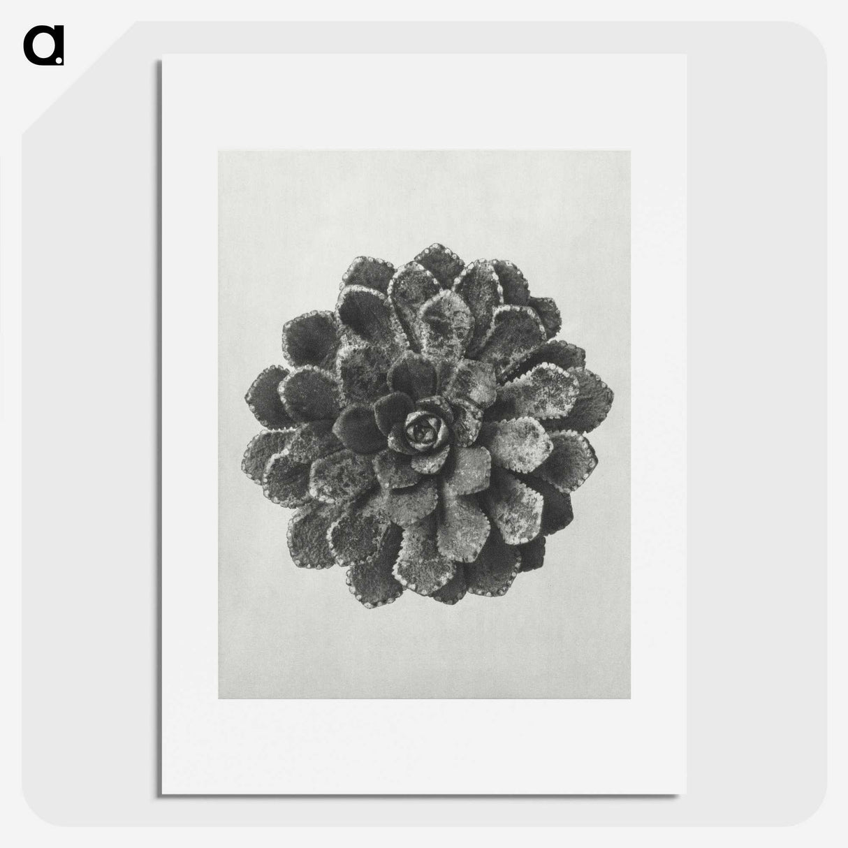 1-14_Karl-Blossfeldt_picture