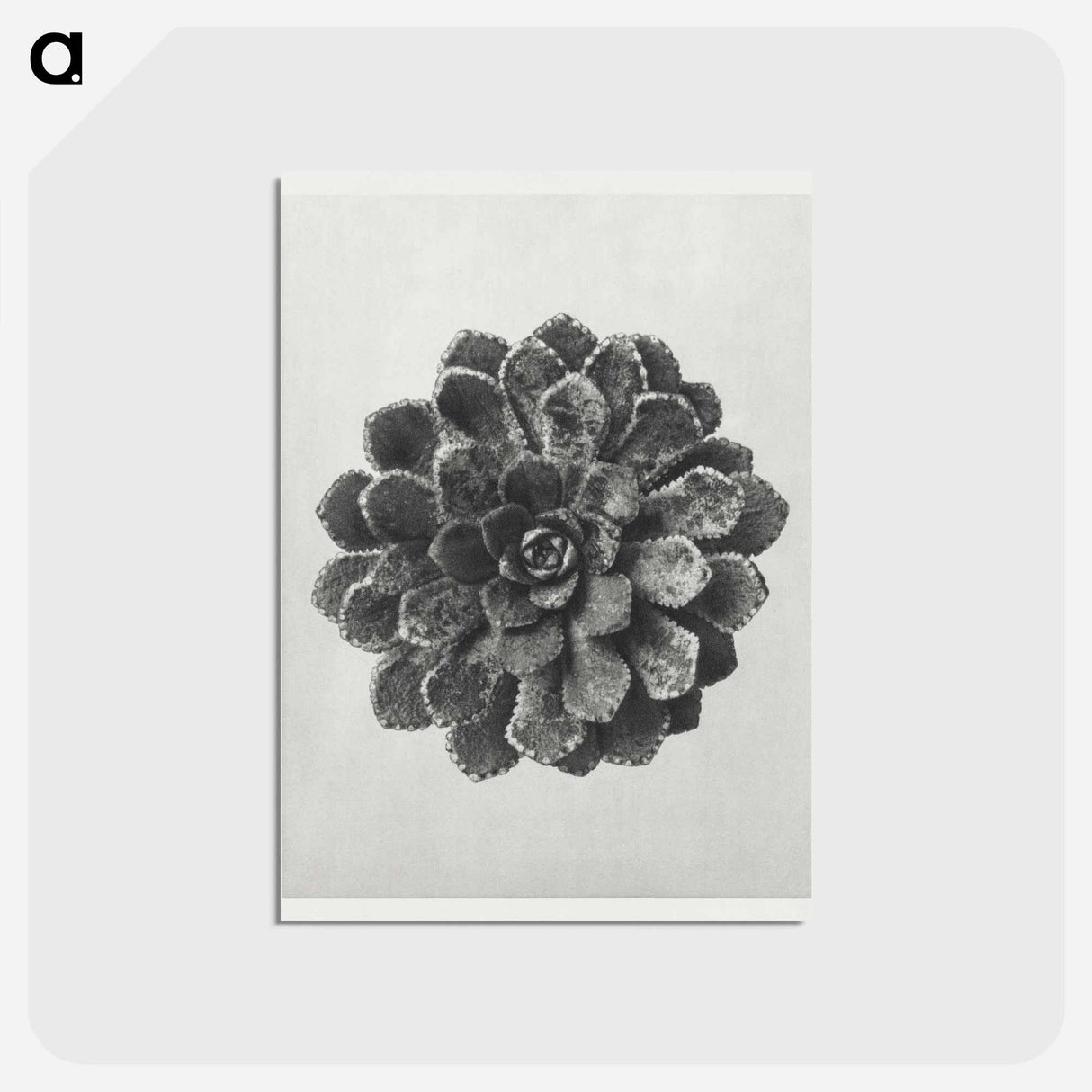 アートポストカード-Margined Pyramidal Saxifrage - カール ブロスフェルト Postcard.