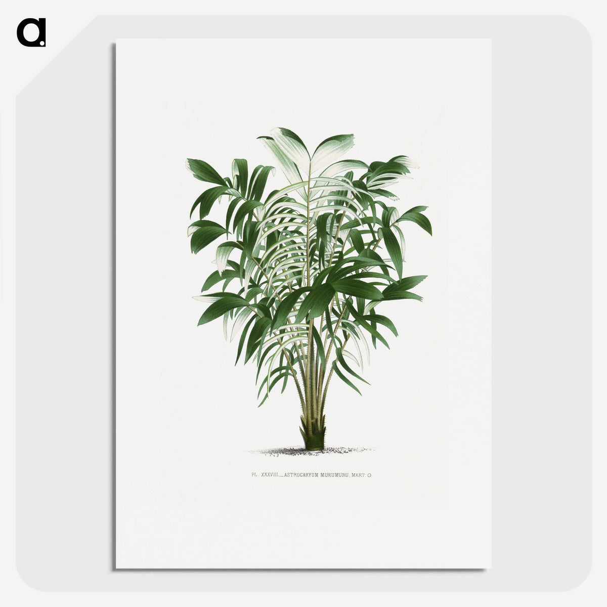 1-14_Les-Palmiers-Histoire-Iconographique_picture