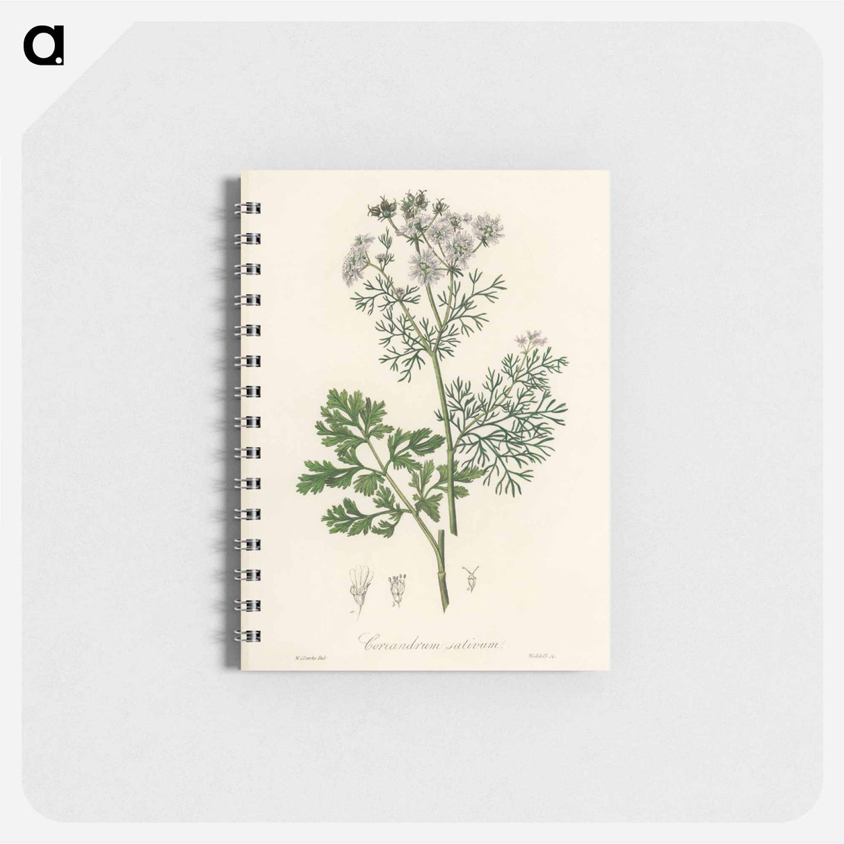 アートメモ帳-Coriandrum sativum Illustration
- 薬用植物学 Memo.