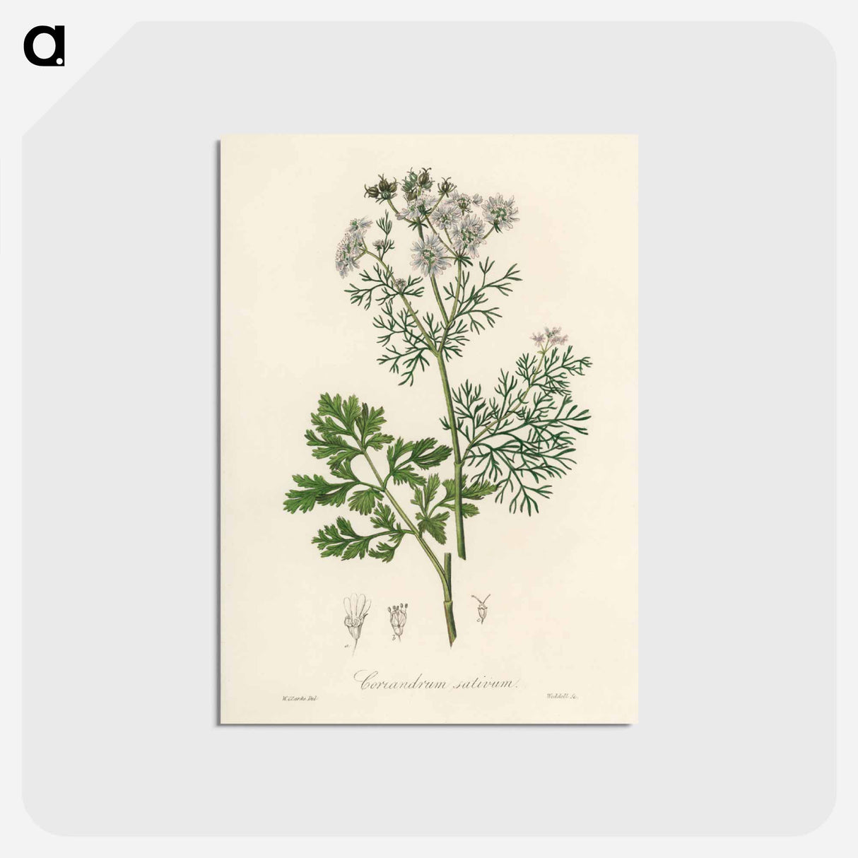 アートポストカード-Coriandrum sativum Illustration
- 薬用植物学 Postcard.