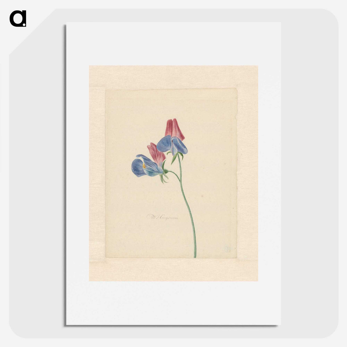 1-14_Michiel-van-Huysum_picture