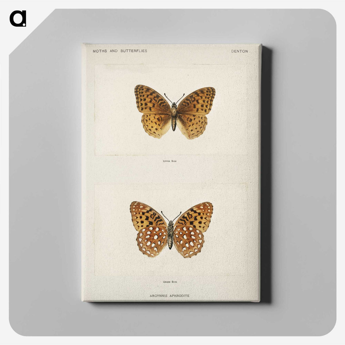 1-14_Moths-and-Butterflies-of-the-United-States_canvas