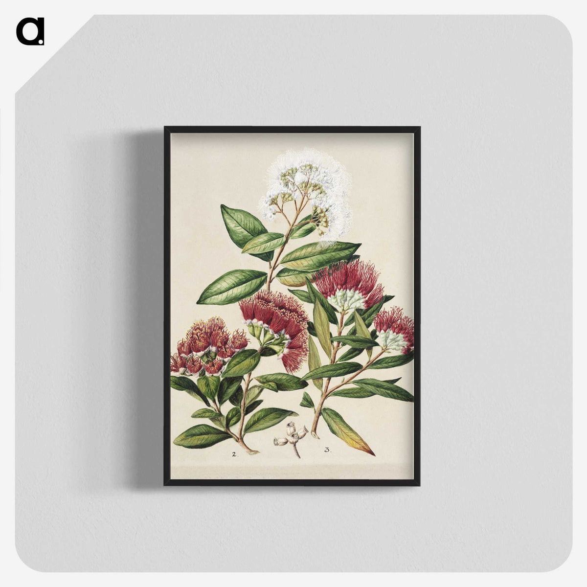 1-14_Native-Flowering-Plants-of-New-Zealand_blk-crop