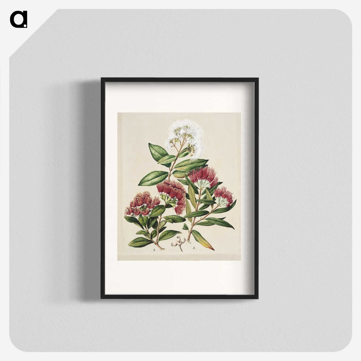 1-14_Native-Flowering-Plants-of-New-Zealand_blk