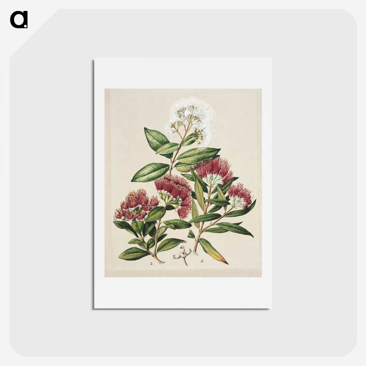 1-14_Native-Flowering-Plants-of-New-Zealand_hagaki