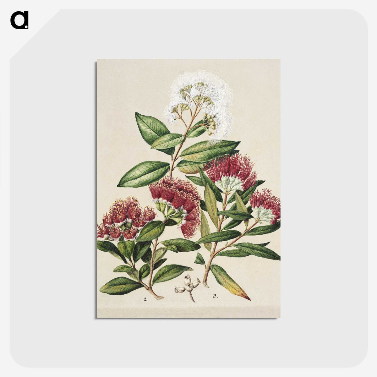 1-14_Native-Flowering-Plants-of-New-Zealand_postcard